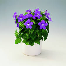 Image result for Browallia speciosa