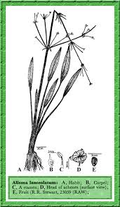 Attēlu rezultāti vaicājumam “Alisma lanceolatum”