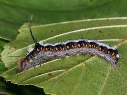 Attēlu rezultāti vaicājumam “Acronicta cuspis”