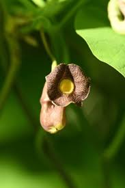 Attēlu rezultāti vaicājumam “Aristolochia durior flower”