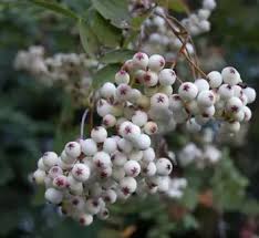 Attēlu rezultāti vaicājumam “Sorbus alnifolia fruit”