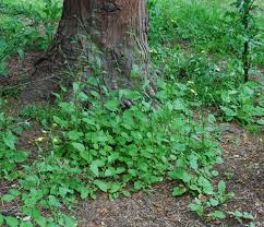 Attēlu rezultāti vaicājumam “Lapsana communis fruit”