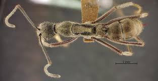 Attēlu rezultāti vaicājumam “Dianema depressum macro”