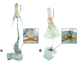Attēlu rezultāti vaicājumam “Argyresthiidae”