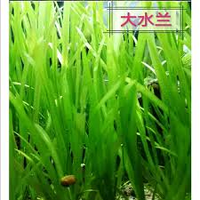 「扭蘭」的圖片搜尋結果