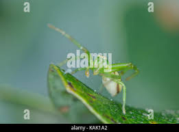 Attēlu rezultāti vaicājumam “Diaea dorsata male”