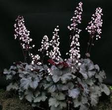 Image result for Heuchera `Swirling Fantasy`