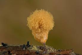 Attēlu rezultāti vaicājumam “Hemitrichia sp.”