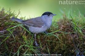 Attēlu rezultāti vaicājumam “Sylvia atricapilla male”