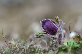 Attēlu rezultāti vaicājumam “Pulsatilla pratensis bud”