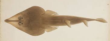 Image result for Acroteriobatus blochii