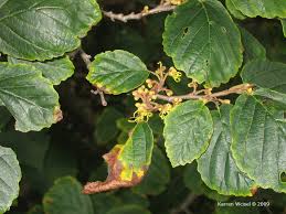 Attēlu rezultāti vaicājumam “Hamamelis virginiana”