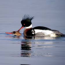 Attēlu rezultāti vaicājumam “Mergus serrator”