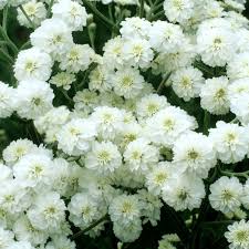 Image result for Achillea Ptarmica