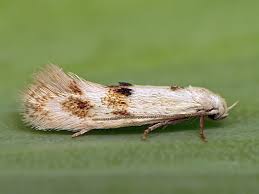 Attēlu rezultāti vaicājumam “Elachista maculicerusella”