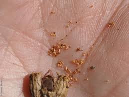 Attēlu rezultāti vaicājumam “Lythrum salicaria fruit”