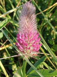 Attēlu rezultāti vaicājumam “Collaria rubens”