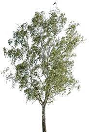 Attēlu rezultāti vaicājumam “Betula”