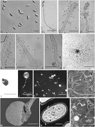 Attēlu rezultāti vaicājumam “Didymium spongiosum var. dictyospora spores”