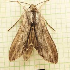 Attēlu rezultāti vaicājumam “Cucullia fraudatrix”