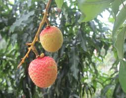 Image result for Litchi chinensis