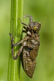 Attēlu rezultāti vaicājumam “Libellula depressa”