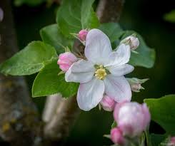 Image result for Rosengewächse