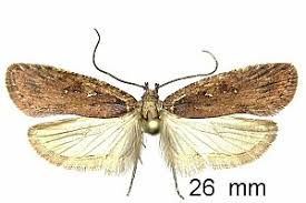 Attēlu rezultāti vaicājumam “Agonopterix ciliella”