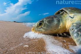 Image result for Lepidochelys kempii