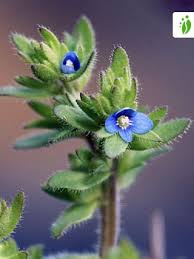 Attēlu rezultāti vaicājumam “Veronica arvensis”