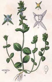 Attēlu rezultāti vaicājumam “Veronica arvensis flower”