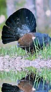 Attēlu rezultāti vaicājumam “Tetrao urogallus female”