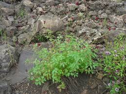 Attēlu rezultāti vaicājumam “Sanguisorba officinalis flower”