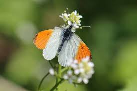 Attēlu rezultāti vaicājumam “Anthocharis cardamines”
