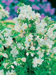 Attēlu rezultāti vaicājumam “Polemonium caeruleum fruit”