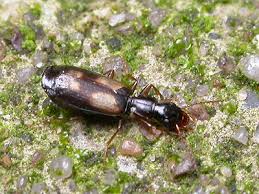 Attēlu rezultāti vaicājumam “Calodromius spilotus”