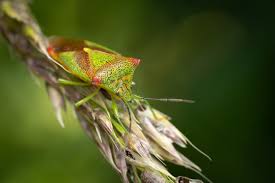 Attēlu rezultāti vaicājumam “Acanthosoma haemorrhoidale imago”