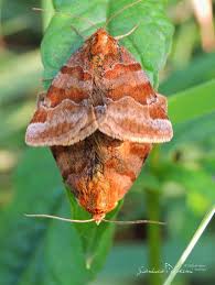 Attēlu rezultāti vaicājumam “Euclidia glyphica”