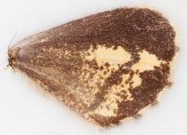 Attēlu rezultāti vaicājumam “Bupalus piniaria male”