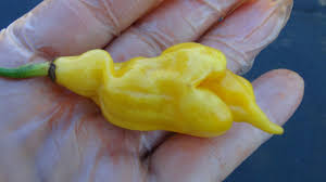 Afbeeldingsresultaat voor mme jeanette hot pepper