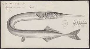 Attēlu rezultāti vaicājumam “Belone belone”