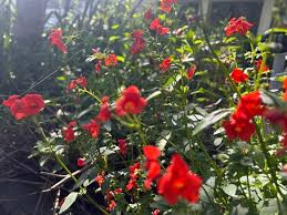 Image result for Alonsoa liniflora