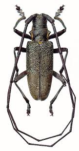 Attēlu rezultāti vaicājumam “Monochamus galloprovincialis”