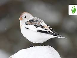 Attēlu rezultāti vaicājumam “Plectrophenax nivalis”