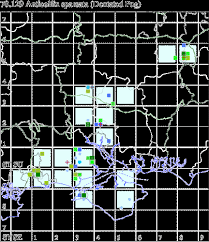 Attēlu rezultāti vaicājumam “Anticollix sparsata”