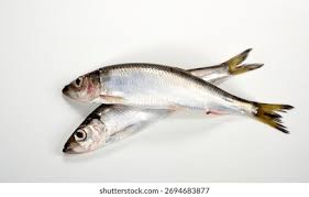 Image result for Clupea harengus