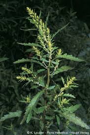 Image result for Chenopodium ambrosioides