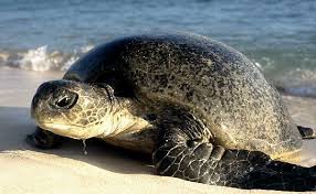 Image result for Chelonia mydas