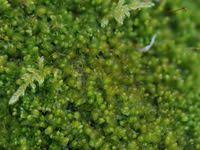 Attēlu rezultāti vaicājumam “Nardia scalaris”