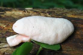 Attēlu rezultāti vaicājumam “Amaurochaete atra young”